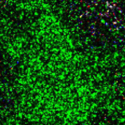 Microglia Single Cell Atlas