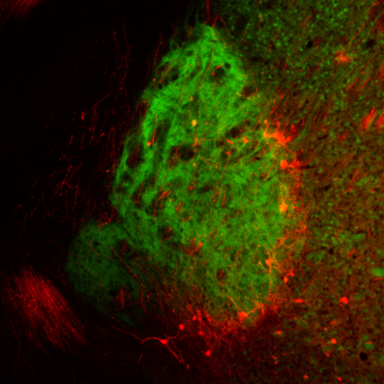 1_GPe_NeuronsProjectingToInsularCortex