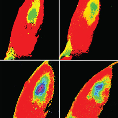 ProteinIsotypic region-extended protein sequence